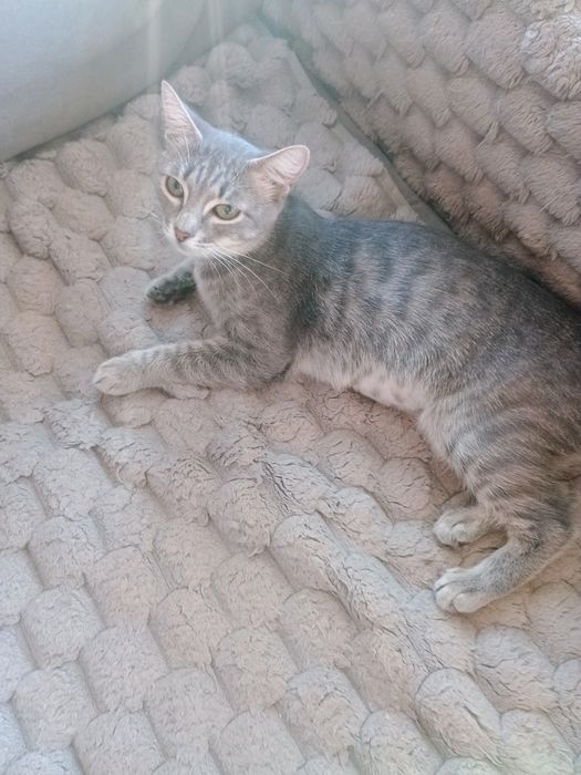 Отдам стерилизованную кошечку