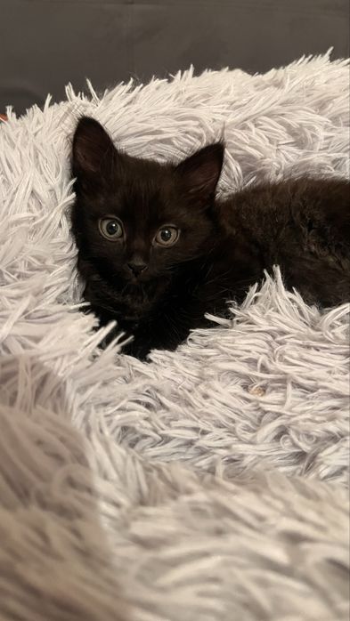 Котенка в добрые руки