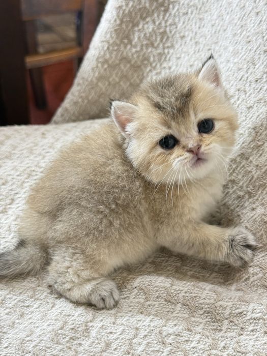 Вязка кот Мираж британец шиншилла