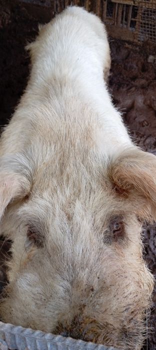 Продам кабана или обменяю