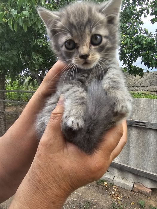 Отдам котят красивые