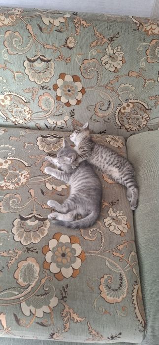 Отдам 2 котят девочки