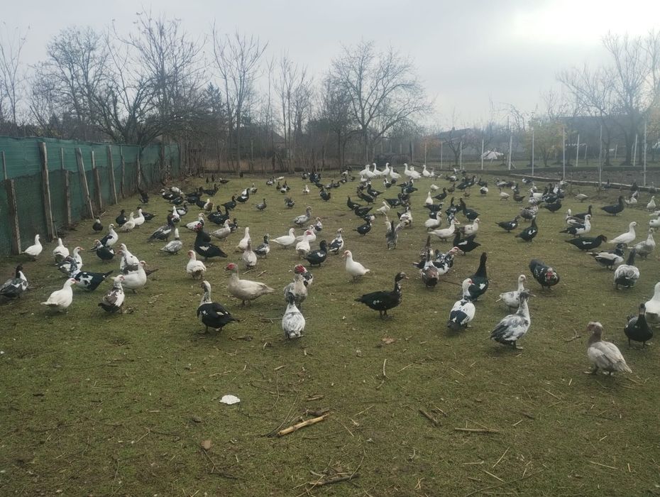 Vand Rate și gâște