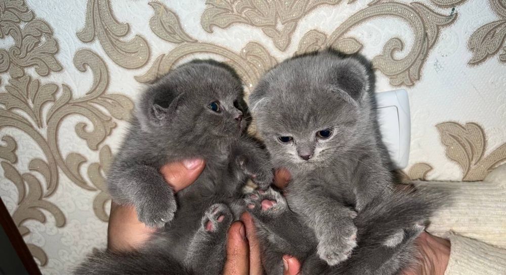 Британские котята
