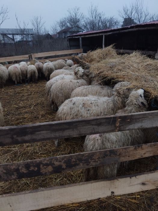 Oi de vinzare oi fătate oi depuse de fătare