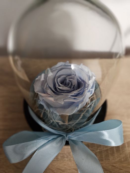 Trandafir baby blue, cupola