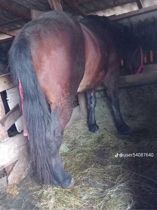 Armasar  2 ani jumate de monta