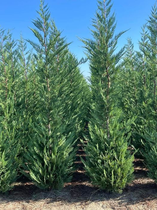 Vând chiparos leylandi