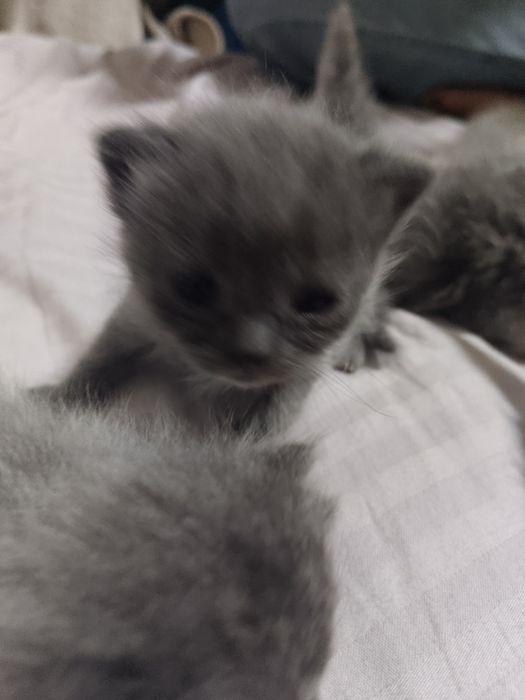 Scottish fold 6 ta bolalari qiz oʻgʻil aralash , 10 mayda tugʻilgan