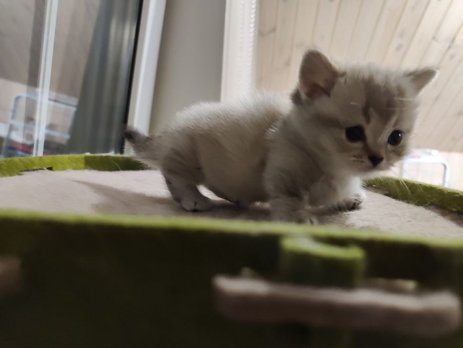 Эксклюзивный коротколапый мальчик Манчкин