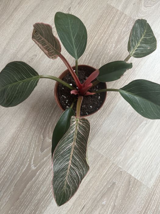 Комнатные оастения