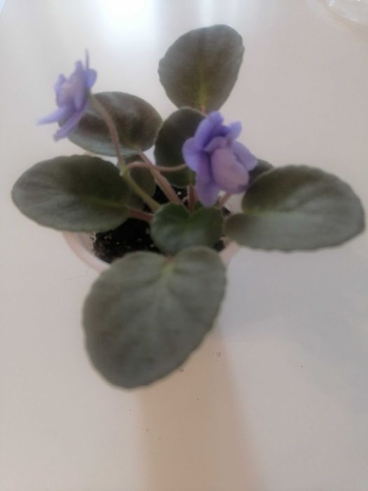 Фиалка сортовая голубая