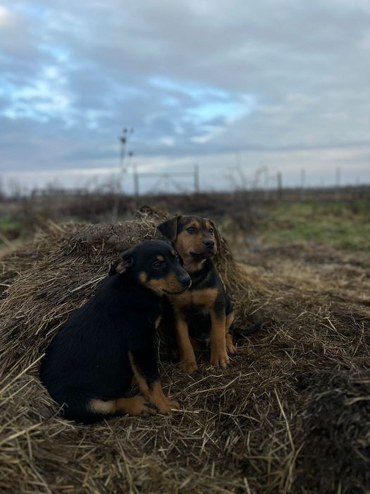 Cățeluși spre adopție