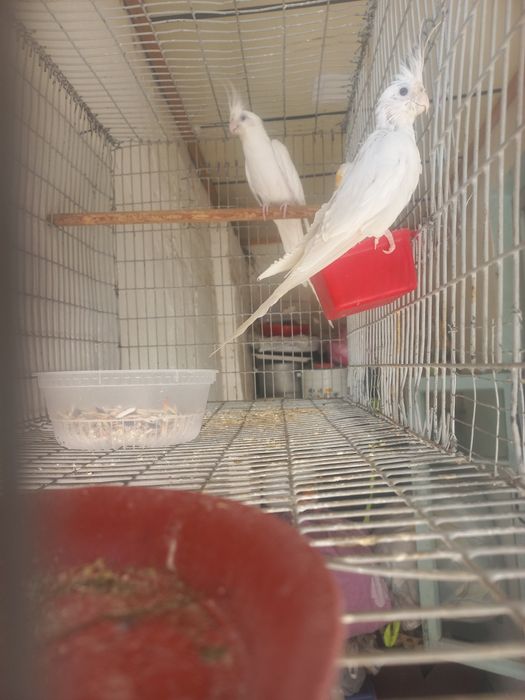 Dubai karella par