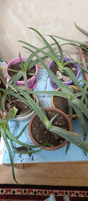 Продам цветы комнатные