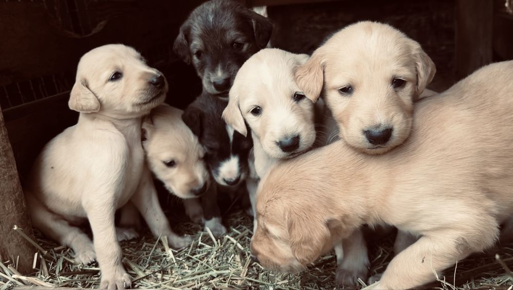 Тазы күшіктер сатылады