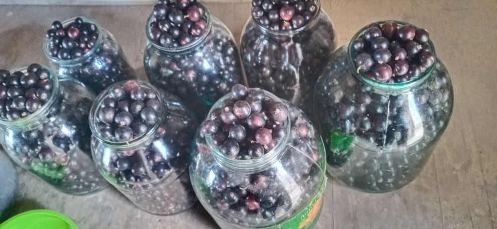 Продам черную смородину