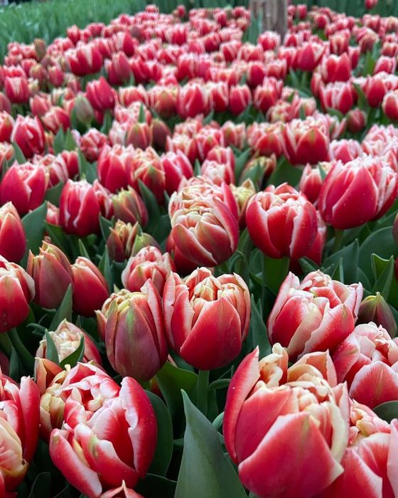 Беларусский тюльпан оптом