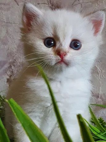 Шикарные шотландские котята