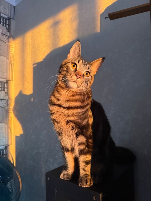 Отдам в добрые руки