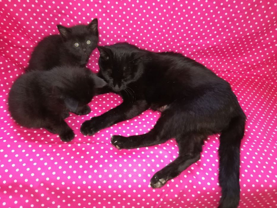 Котята ищут семьи!