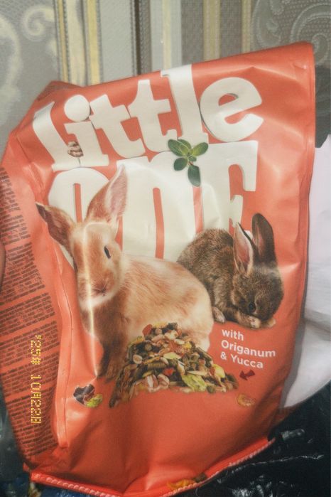 декоротивный кролик