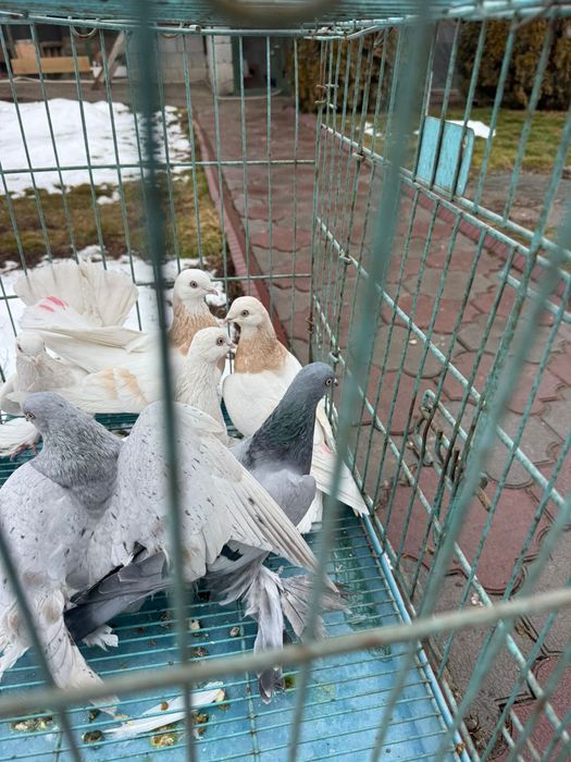 Продам  голубей  лет игра есть