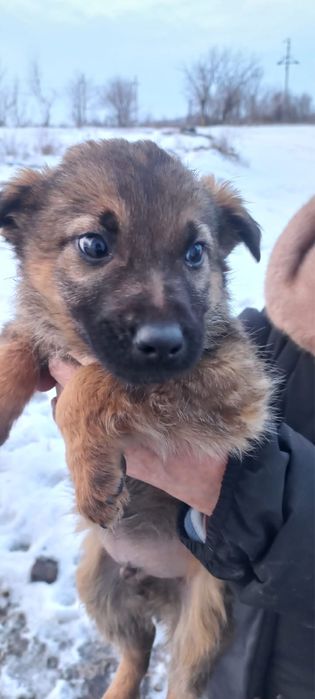 Щенки бесплатно