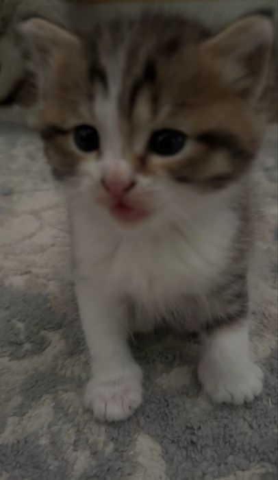 котенки миленькие