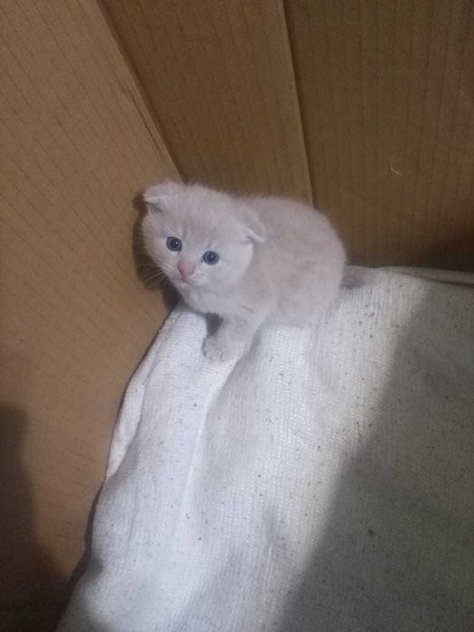 Котенок. Вислоухие котята девочки