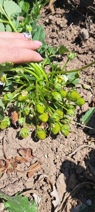 Продавам разсад ЯГОДИ