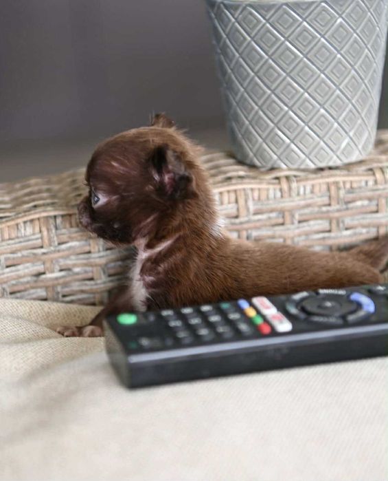 Женско миниатюрно чихуахуа дългокосместо шоколадово