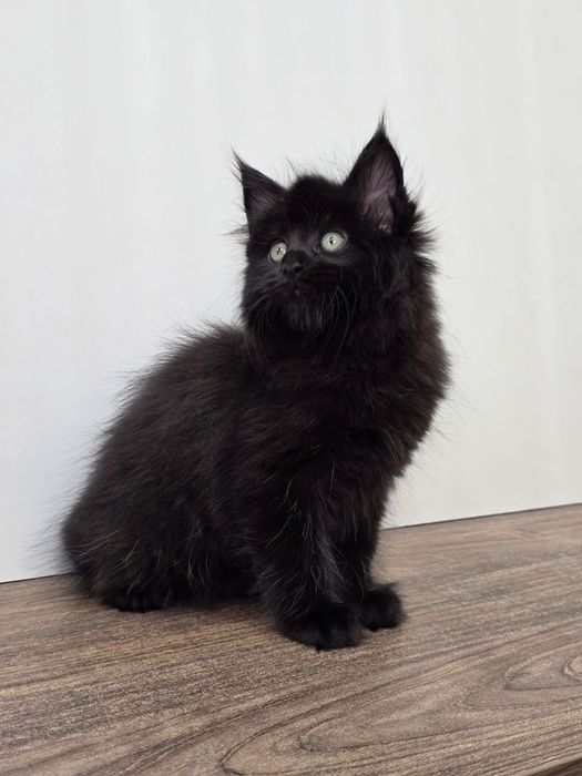 Мейн-куна девочка