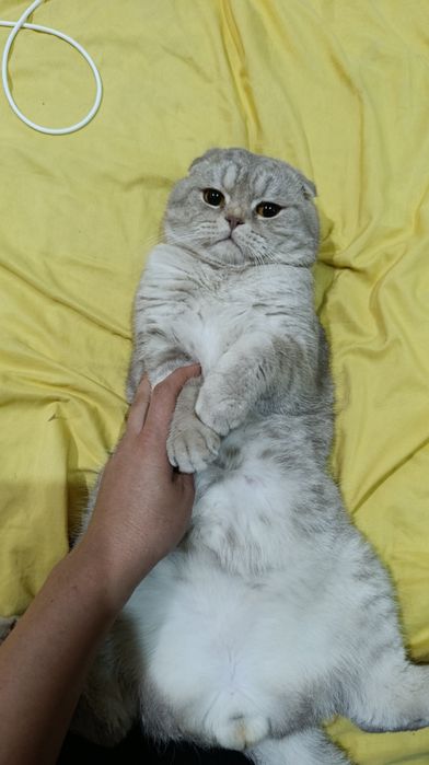 Vyazka! Kot Skottish fold