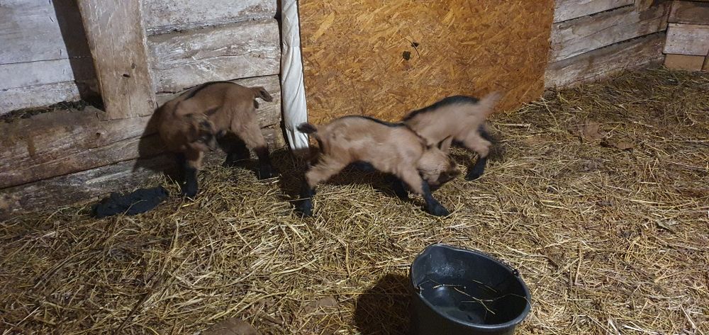 iezi rasa alpina franceza masculi