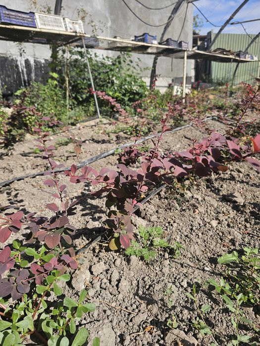 Barbaris barbaris
