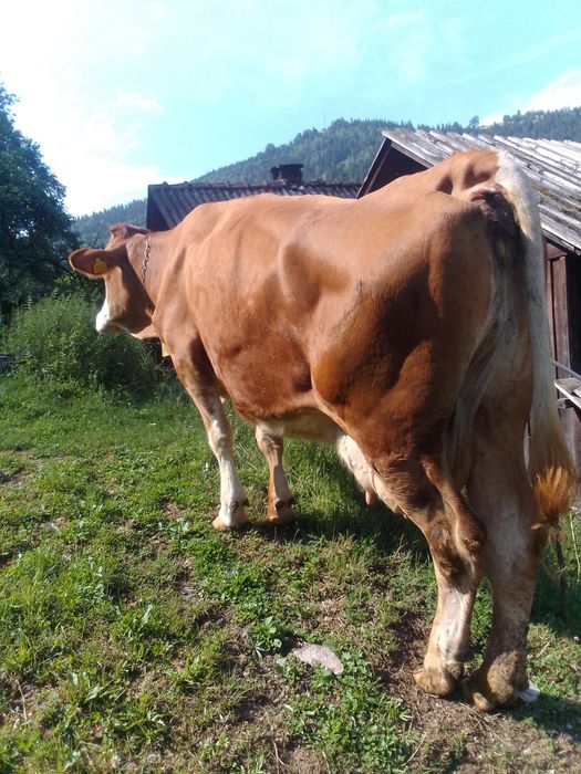 Vând vaca de 7 ani