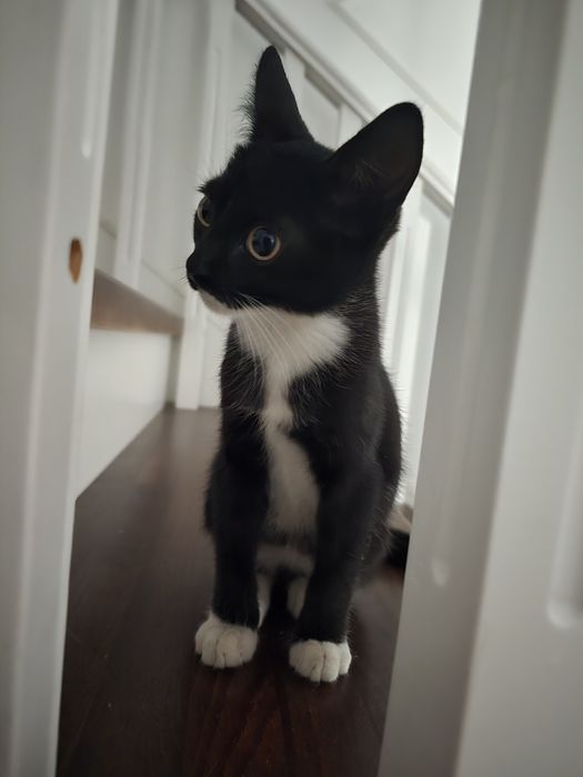 Котёнок 2,5 месяца. Чистый .