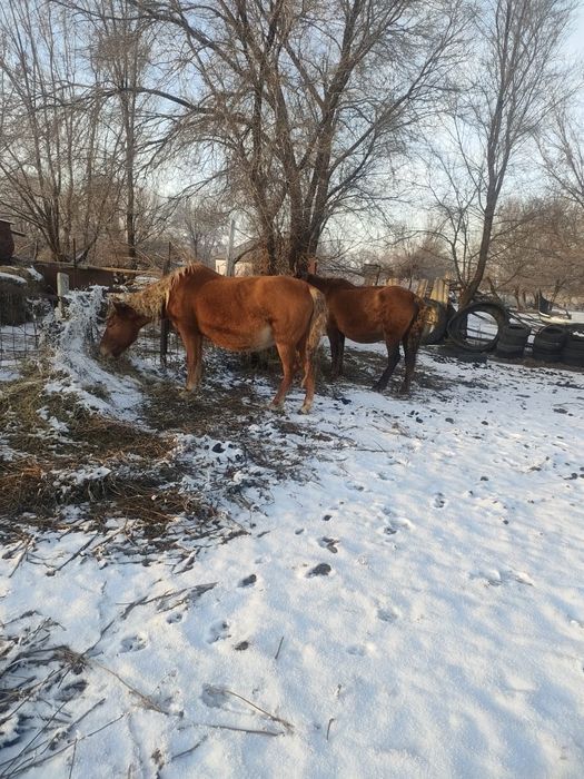 Буаз биелер Марта туад