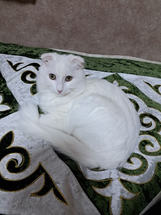 Ишу кота для вязки