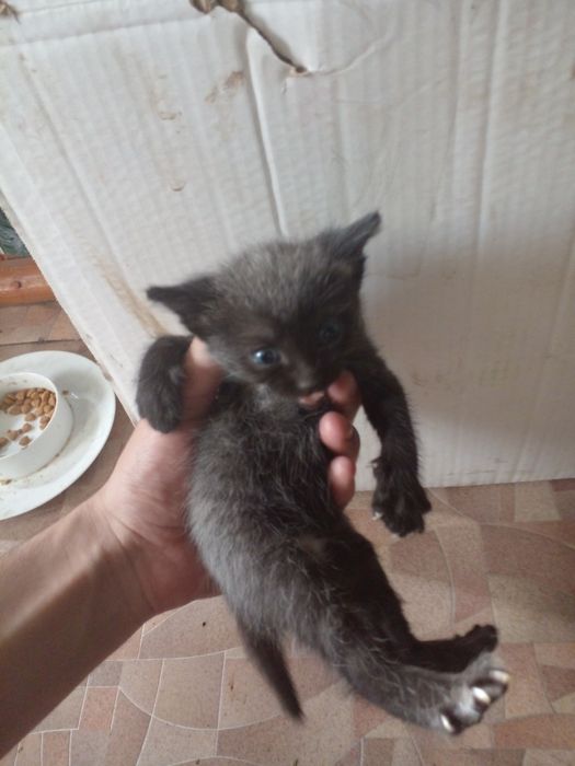 Отдам котят бесплатно