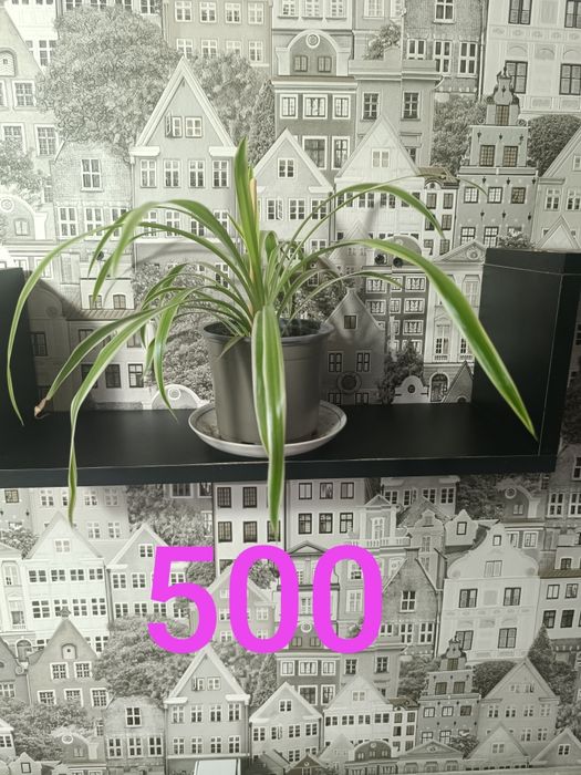 Продам недорого цветы