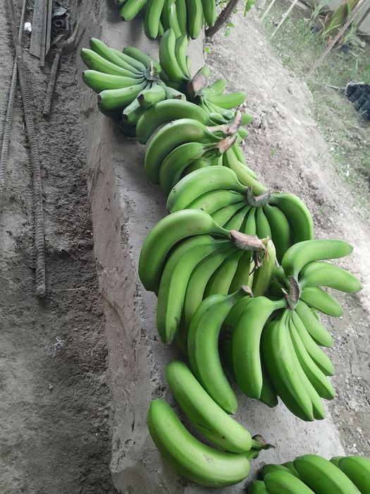 Kivi banan dragon zaytun