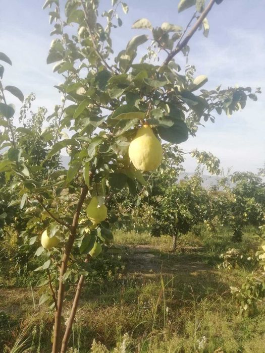 Продавам български дюли