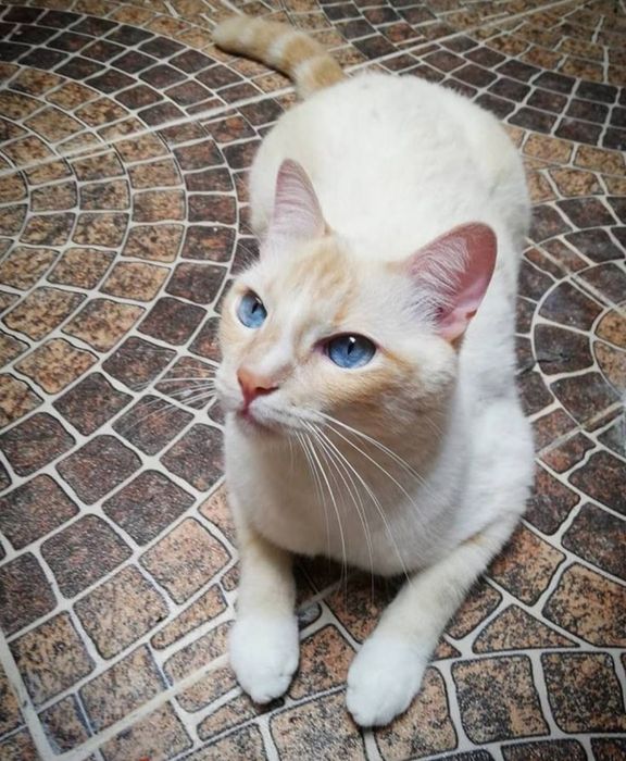 Тайские котята Ред пойнт!