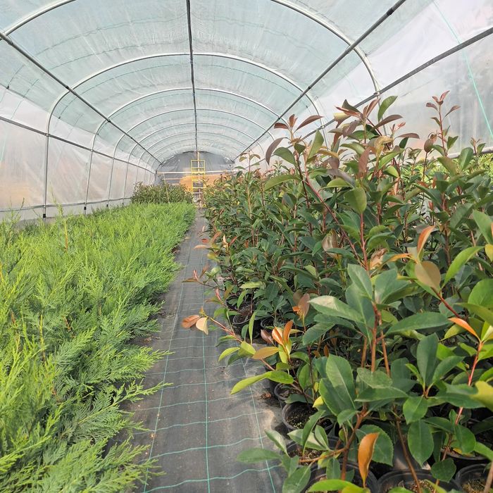 Chiparos Leylandii,Laur Englezesc și Photinia Red Robin