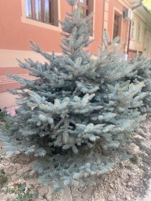 Ko’k archa 2 metr