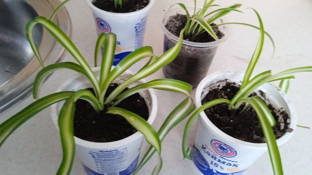 Цветы комнатные по 500 тенге