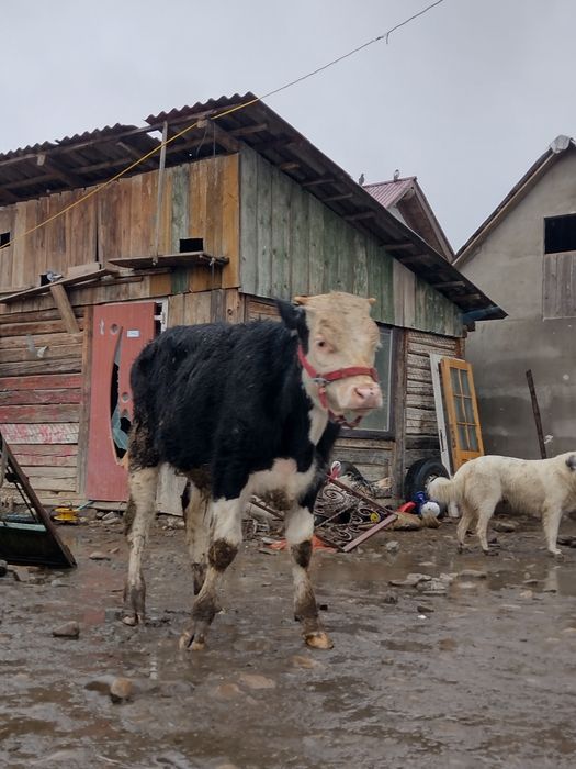 Vand vitel si vitica