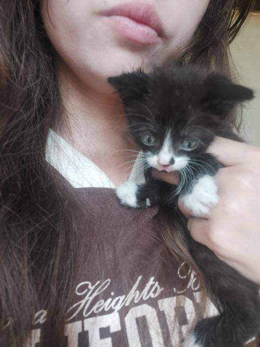 отдам котят в хорошие руки.